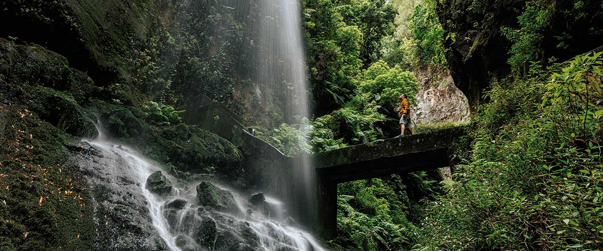 Los Tilos laurel forest, La Palma